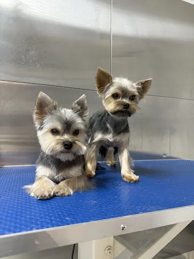 PetExpert Salon Pielęgnacji Zwierząt